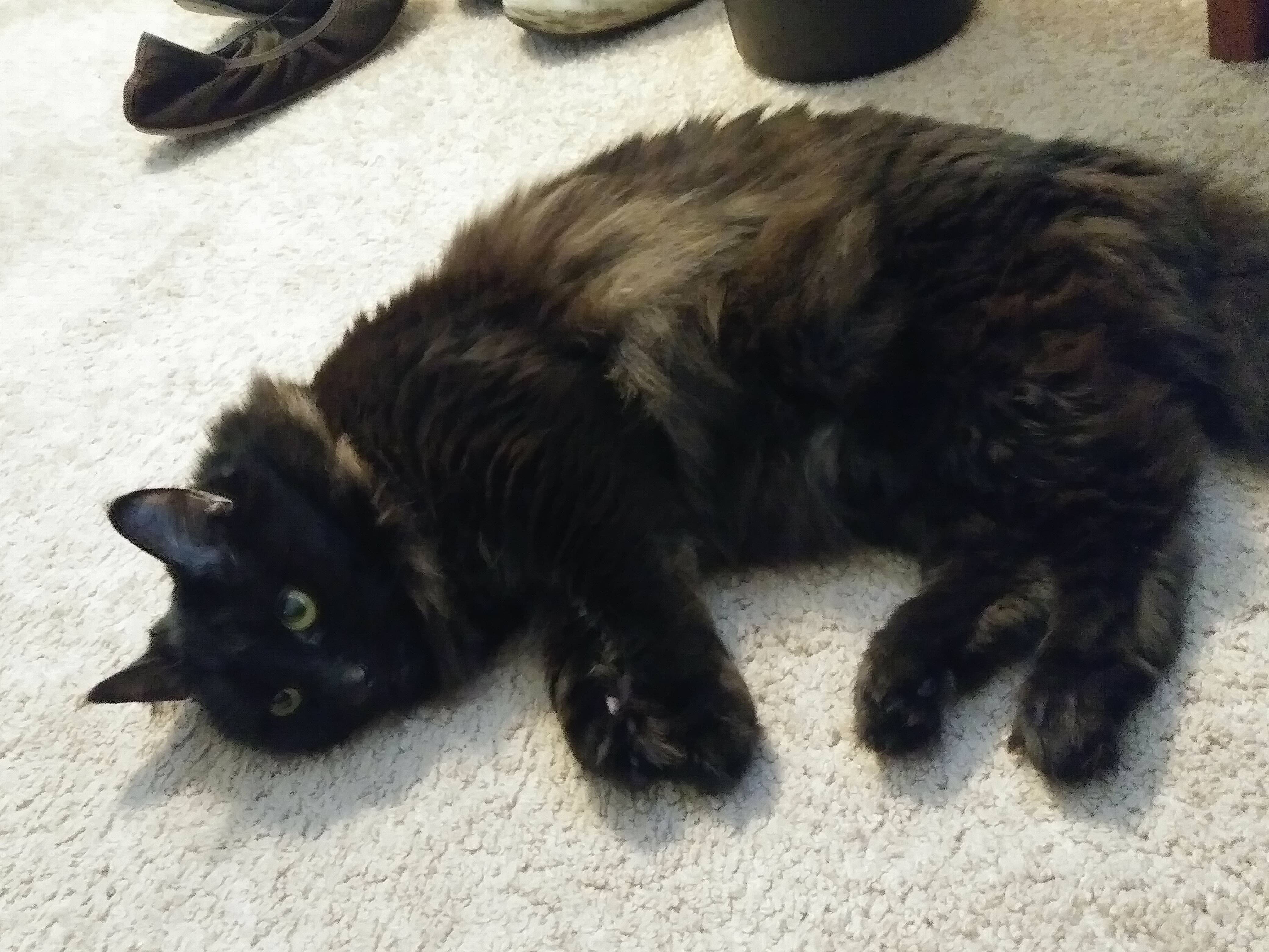 A picture of my cat, Lizzy!